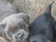 Кони корса, с документами привитые.