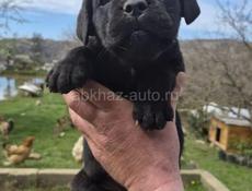 Кони корса, с документами привитые.