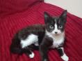 Отдаётся котёнок в добрые руки 