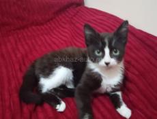 Отдаётся котёнок в добрые руки 