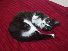 Отдаётся котёнок в добрые руки