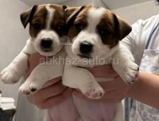 ЩЕНКИ ДЖЕК РАССЕЛ ТЕРЬЕР 