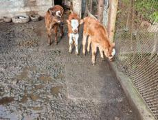 5марта и 14 марта рождения.Бычки по 10 тысяч.