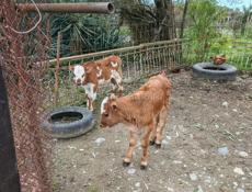 5марта и 14 марта рождения.Бычки по 10 тысяч.