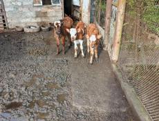 5марта и 14 марта рождения.Бычки по 10 тысяч.