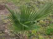 Пальмы! Продам не дорого! 