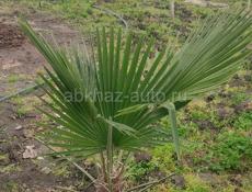 Пальмы! Продам не дорого! 