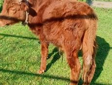 Продажа телёнка 