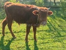 Продажа телёнка 