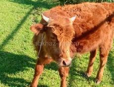 Продажа телёнка 