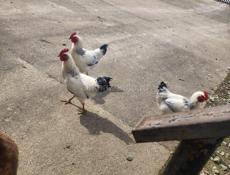 Питушки 5 месяцев, продажа