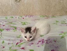 В заботливые руки 