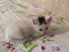 В заботливые руки 