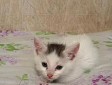 В заботливые руки 