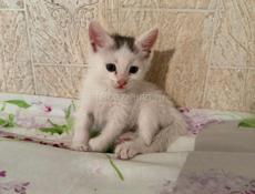 В заботливые руки 