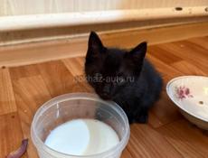 В добрые руки 