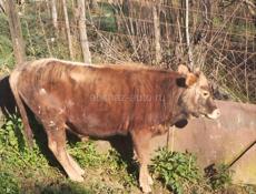 Продаётся бычок на племя