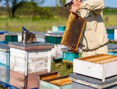 Отводки пчел