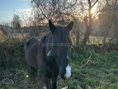 Пропал лошадь