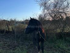 Пропал лошадь