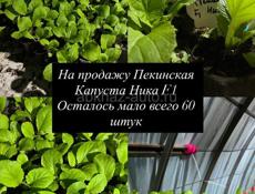 Рассада Пекинской капуста 