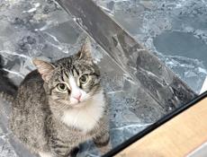 Кошки в добрые руки 