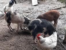 свина матка хороший пародии на мясо продаётся 65 70кг 70 кг