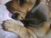 Щенки таксы