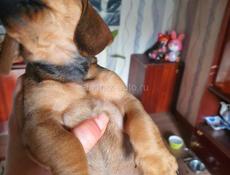 Щенки таксы