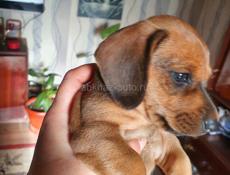 Щенки таксы