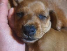 Щенки таксы