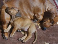 Щенки таксы