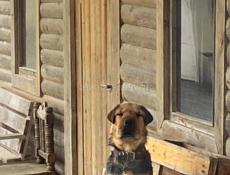 В добрые руки