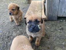 В добрые руки