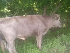 Бычок очень срочно