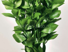 Руксус продаю 