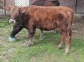 Продаётся корова