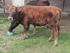 Продаётся корова