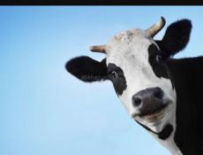 Срочно корова 15 тыс