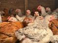 Цыплята 