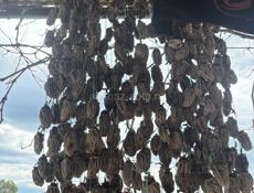 Сушеная хурма