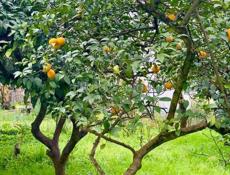 БЕЛЬЭТАЖНЫЙ ДОМ  В СУХУМЕ НА МАЯКЕ ЗА 5,7 млн.₽