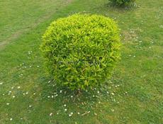 Декоративные вечнозелёные растения