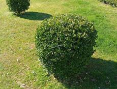 Декоративные вечнозелёные растения