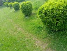 Декоративные вечнозелёные растения