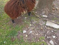 Продаётся Баран 