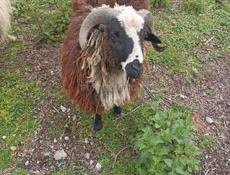 Продаётся Баран 