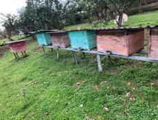 Продаются ящики для пчел 