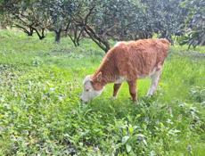 Телёнок  3 месяца  кушает  всё  подряд , Дранда  село  шаумяновка 
