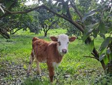 Телёнок  3 месяца  кушает  всё  подряд , Дранда  село  шаумяновка 